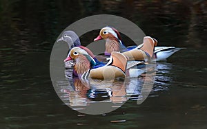 Mandarin Duck