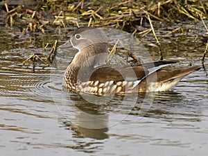 Mandarin ducks - Love Birds