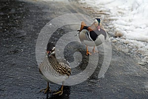 Mandarin ducks pair