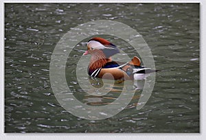 Mandarin ducks playing in the water
