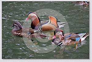 Mandarin ducks playing in the water