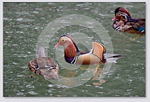 Mandarin ducks playing in the water