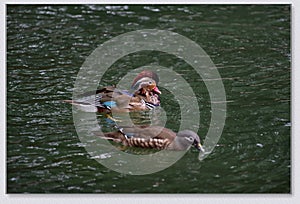 Mandarin ducks playing in the water