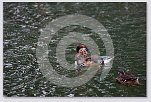 Mandarin ducks playing in the water