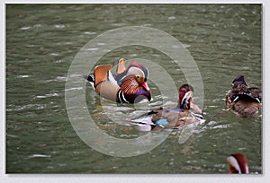 Mandarin ducks playing in the water