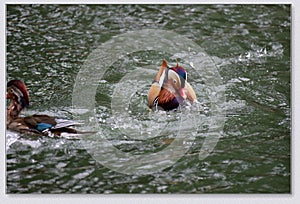 Mandarin ducks playing in the water