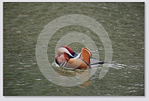 Mandarin ducks playing in the water