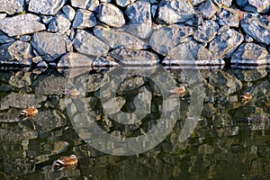 Mandarin ducks on pond or river, five mandarin ducks on lake while sleeping on green lake on stone wall background, stone wall nic