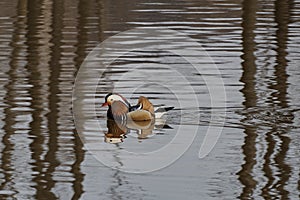 Mandarin ducks returned to their native river