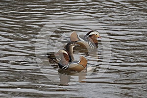 Mandarin ducks returned to their native river