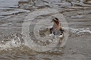 Mandarin ducks returned to their native river
