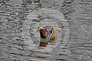 Mandarin ducks returned to their native river