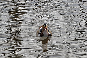 Mandarin ducks returned to their native river