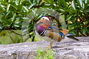 Mandarin ducks at stone