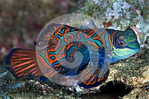 Mandarin fish