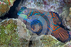 Mandarin fish