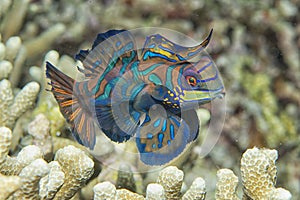 Mandarin fish