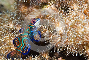 Mandarin fish