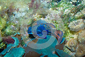 Mandarin Fish photo