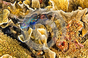 Mandarin-fish, Bunaken National Marine Park, North Sulawesi, Indonesia