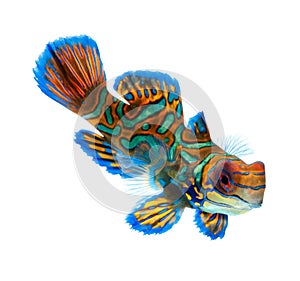 Mandarin fish isolated on white background