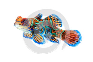 Mandarin fish isolated on white background