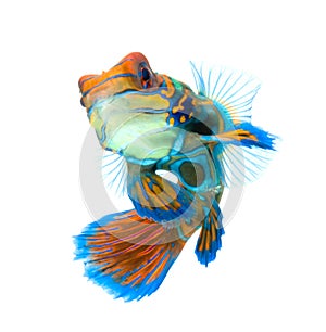 Mandarin fish isolated on white background