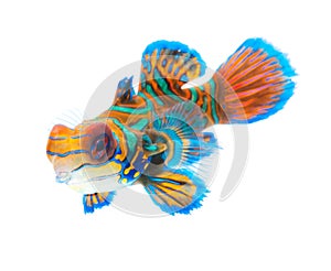 Mandarin fish isolated on white background