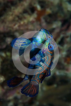 Mandarin fish mating