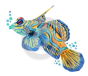 Mandarin fish. Multicolor colorful character. Sea wild animal. Nature underwater, sea wild ocean fish in the zoo.Hand