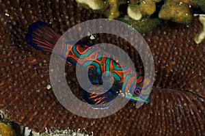 Mandarin Fish over a hard coral, shot in Palau Micronesia