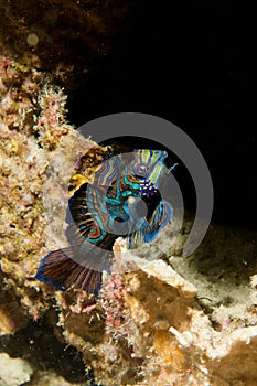 Mandarin Fish portrait