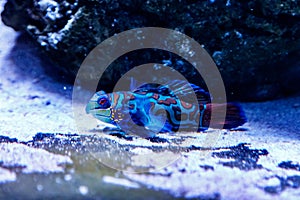 Mandarin fish Synchiropus splendidus