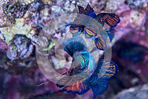 Mandarin fish - underwater