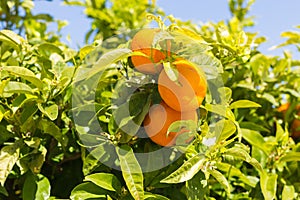 Mandarin fruits and flowers on a tree, agricultural background