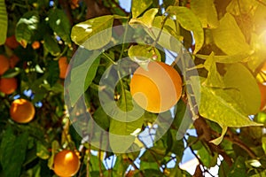 Mandarin fruits on a tree