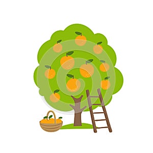 Mandarin fruits tree. Orchard orange garden harvest. Ladder and basket. Vector agriculture.