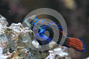 Mandarin goby