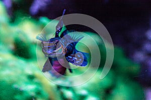 Mandarin goby is also called the Mandarin dragnet Synchiropus sp