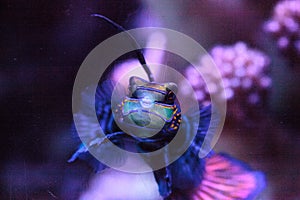 Mandarin goby is also called the Mandarin dragnet Synchiropus sp