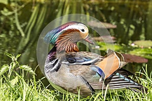 Mandarin male duck