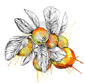 Mandarin orange (Citrus) branch with leaves. Hand drawn botanical set with fruits, branches and leaves.