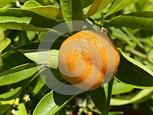 Mandarin orange / Citrus reticulata / Mandarine, Mandarino or Mandarina - The Botanical Garden of the University of Zurich