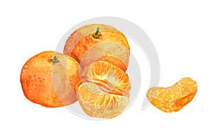 Mandarin orange fruit. Watercolor