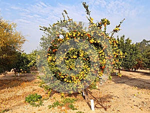 Mandarin orange. Tree full of a ripe fruits