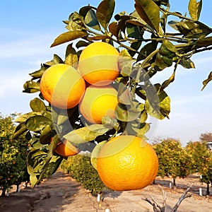 Mandarin orange. Tree full of a ripe fruits