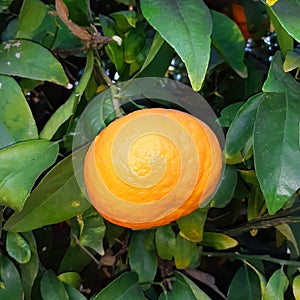 Mandarin orange. Tree full of a ripe fruits