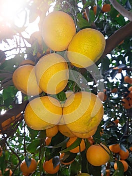 Mandarin orange. Tree full of a ripe fruits