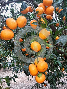 Mandarin orange. Tree full of a ripe fruits