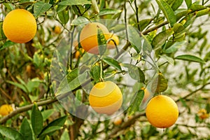 Mandarin organic citrus tree and green leafs. Natural fresh food and sweet orange mandarine fruit